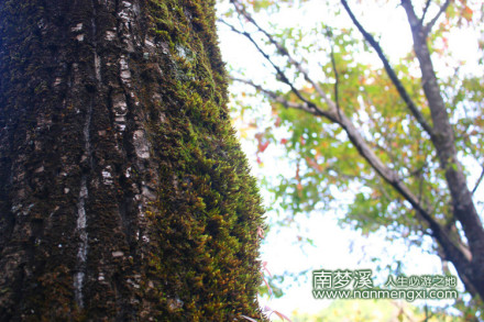 森林 瀑布 风景 山水 溪水 古树 南梦溪