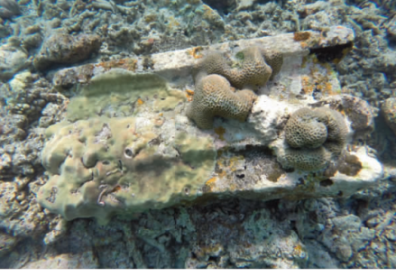 金银岛沉船遗址石基座