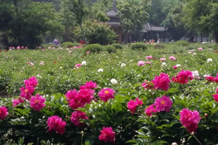 牡丹芍药园