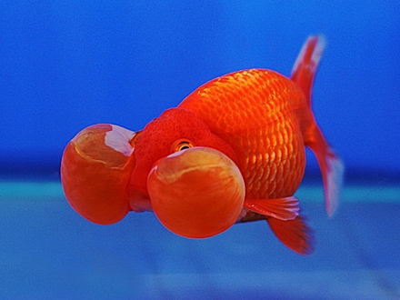 红白花水泡眼