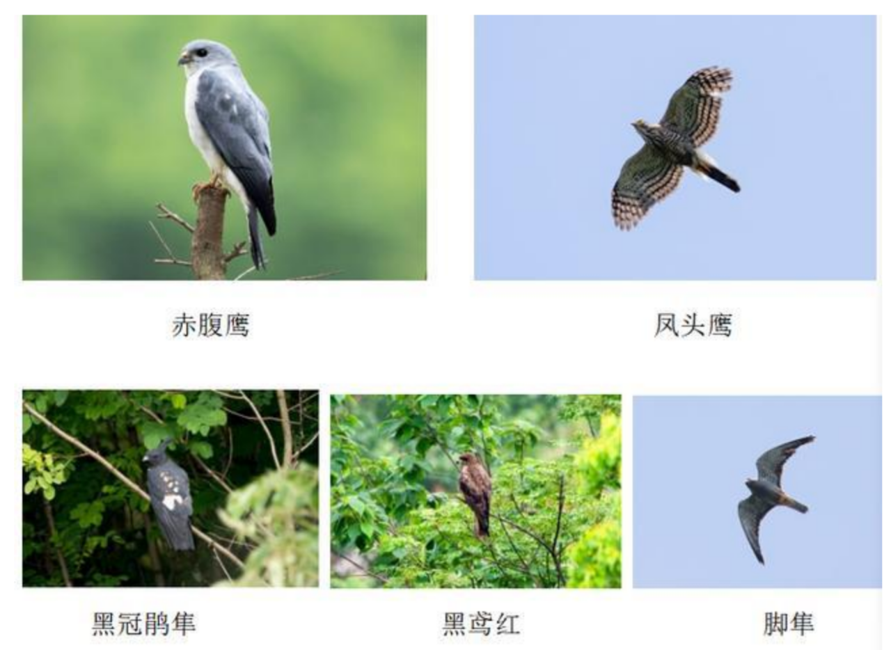 老山的鸟类 