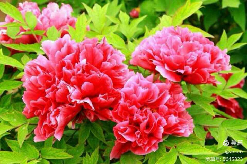 牡丹花