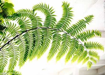 桫椤
