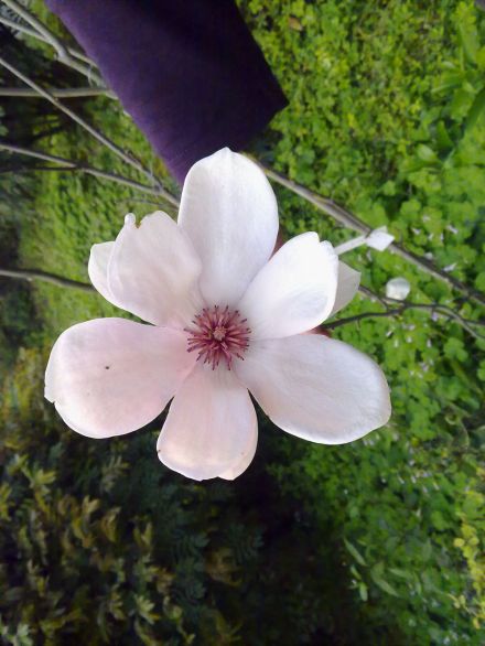 木兰花