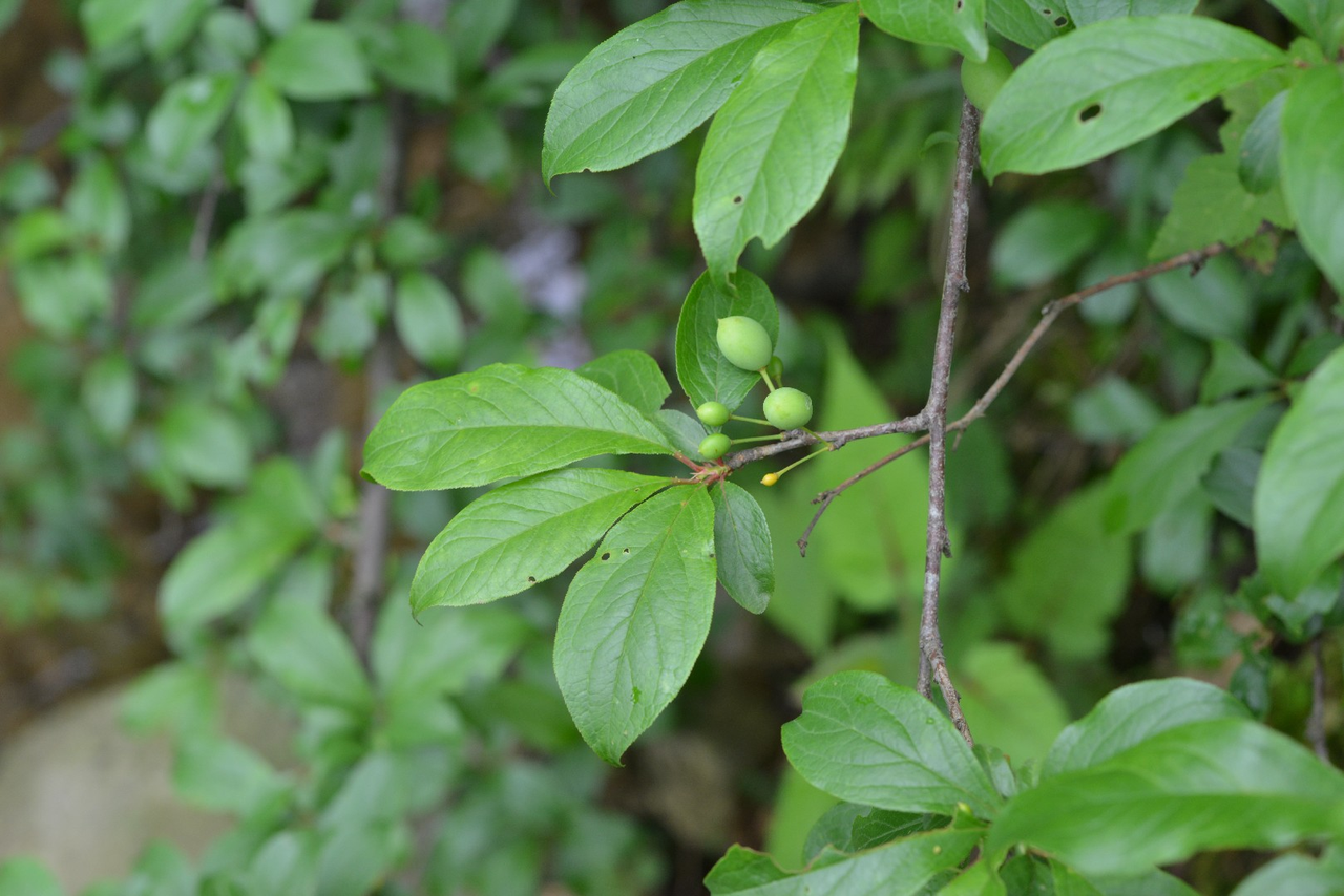 李属植物李的叶片