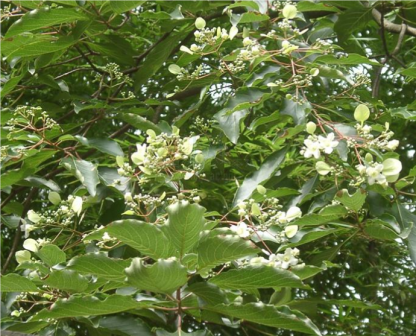 香果树-枝花