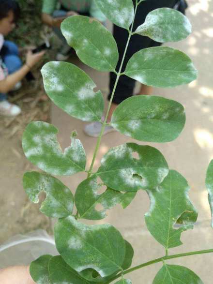 白粉病