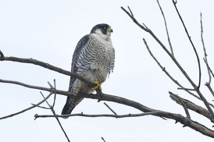 游隼（Falco peregrinus Tunstall） 