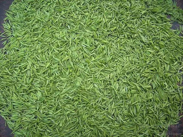 文县绿茶