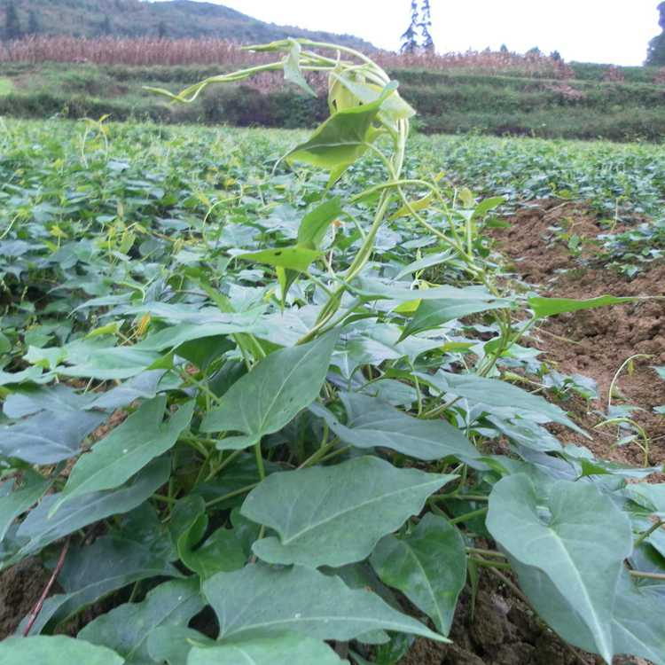 何首乌的田间管理