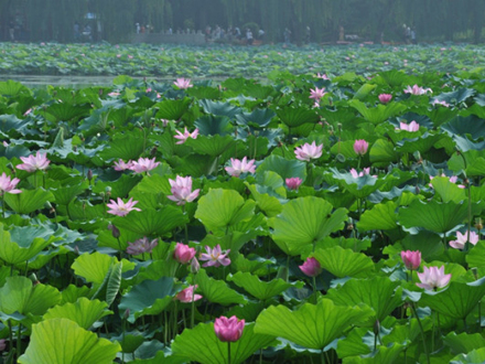 京城荷花