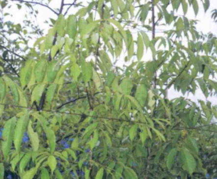 白蜡树 