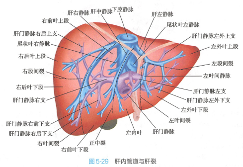 肝内管道与肝裂