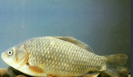 方正银鲫