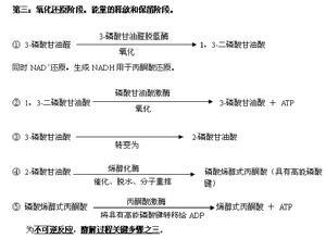 无氧代谢