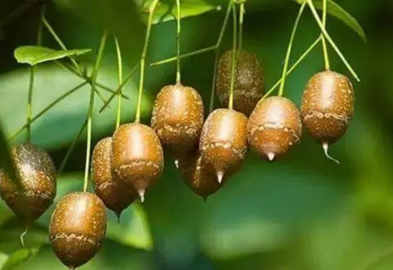 秤锤树 