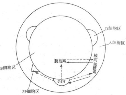 胰岛B细胞分布