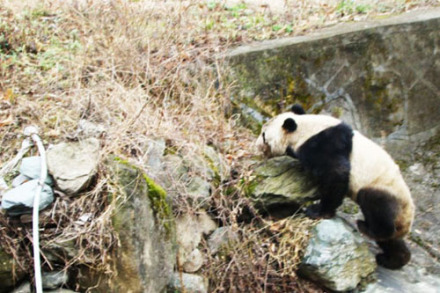 陇南文县发现野生大熊猫 