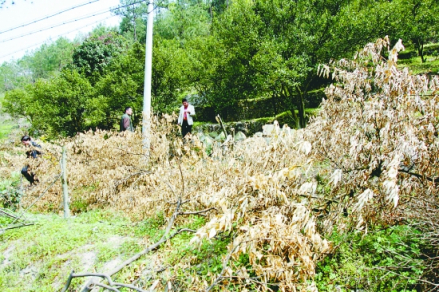 汤思退墓遗址