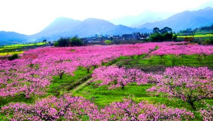 桃花节