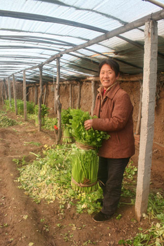 官庄乡村民采摘蔬菜