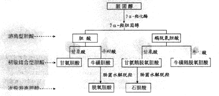 胆酸合成过程