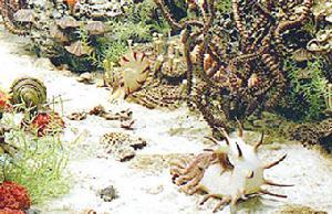 二叠纪的生物