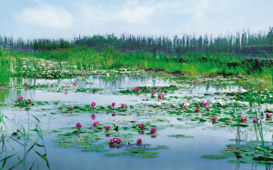 徐州潘安湖湿地公园