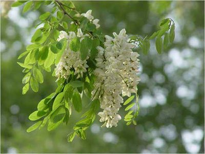 五月槐花飘香