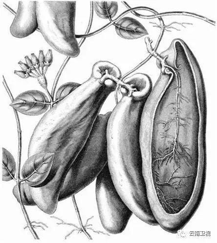 大王眼树莲线描图