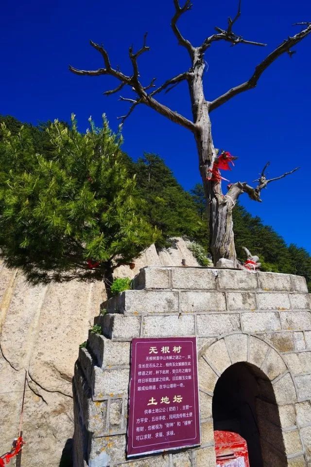 无根树 
