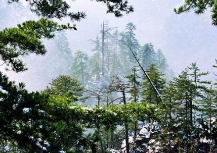 贵清山国家森林公园