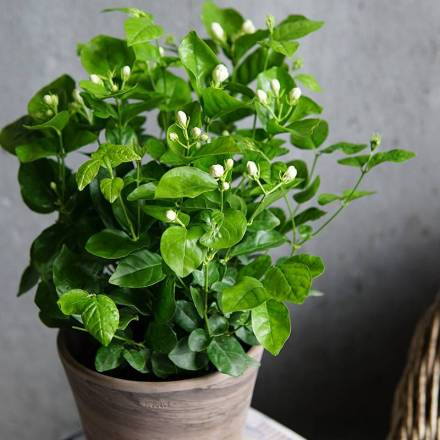茉莉盆栽