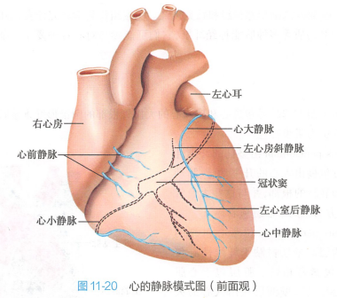 心的静脉（前面观）