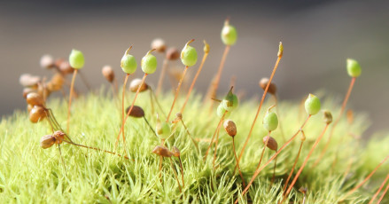 苔藓植物Bartramia pomiformis seta
