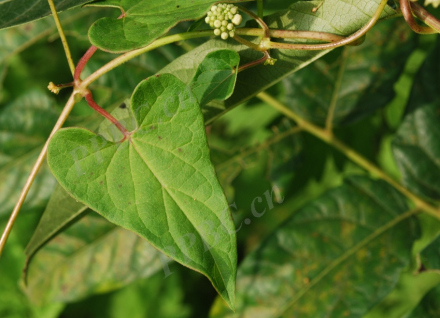 萝藦科鹅绒藤属植物白芍 