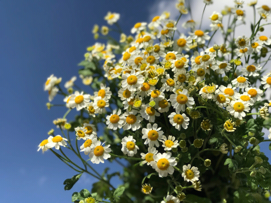 甘菊