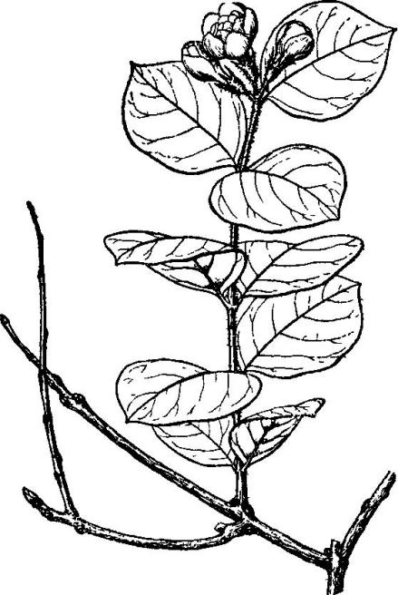 茉莉花