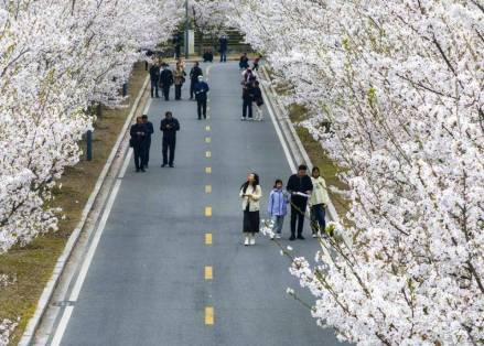 樱花大道
