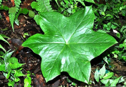小檗科鬼臼属植物八角莲