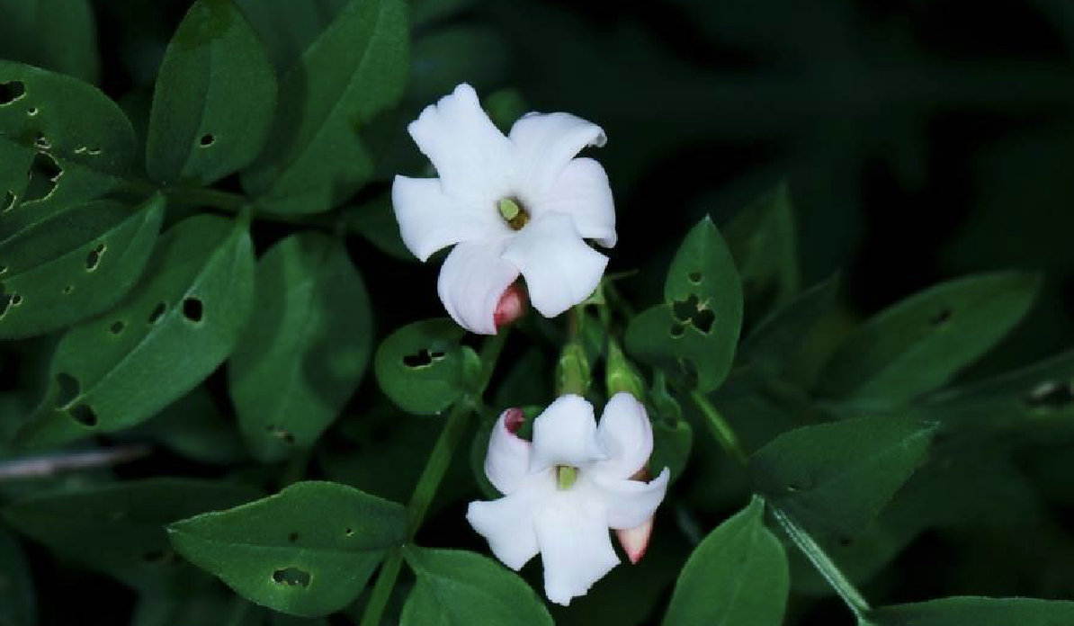 素方花