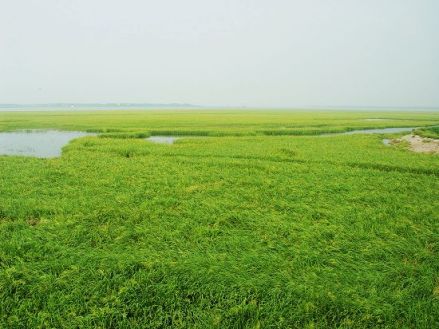 望江县武昌湖风景 