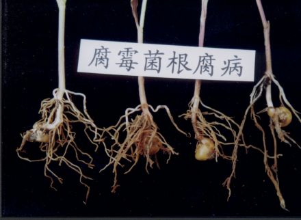 根腐病