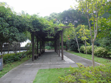 方塔园古银杏树