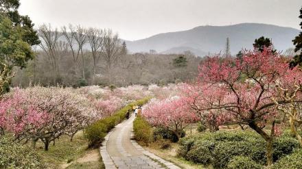 梅花山