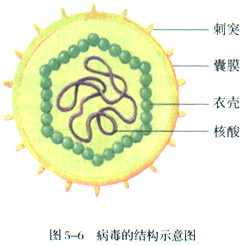 衣壳