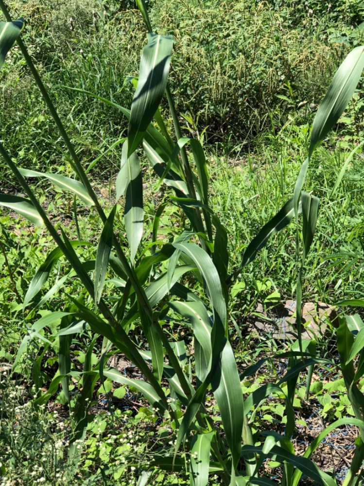 高粱的茎
