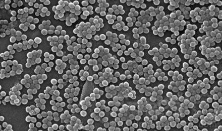 耐甲氧西林金黄色葡萄球菌