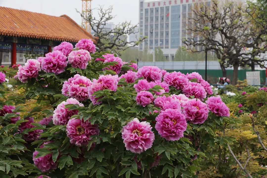 菏泽牡丹