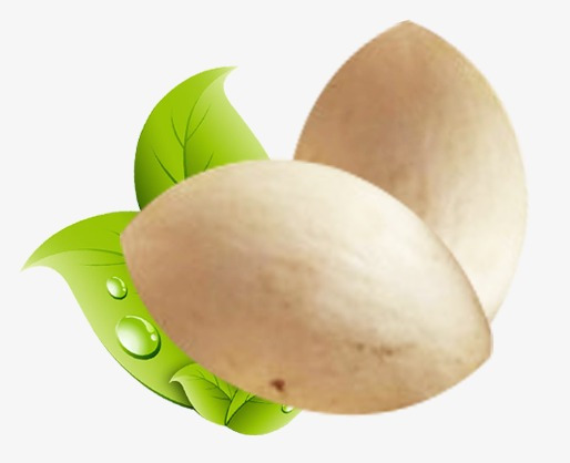 徽县银杏